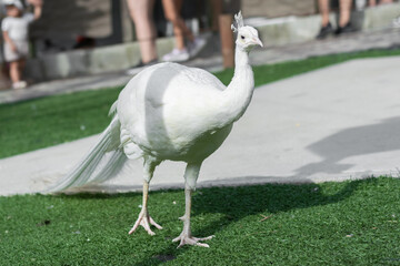 White peacock walking on the grass in a Colombian zoo
