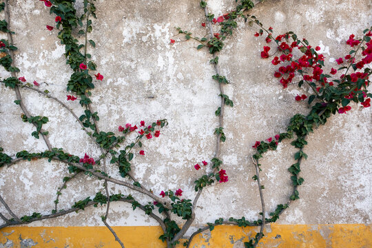 Climbing ivy plants with red flowers on a vintage wall on a european small town.