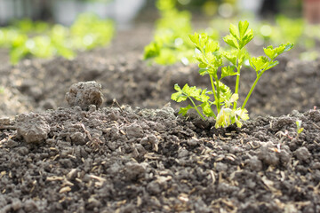 Coriandrum sativum or coriander in a small crop, growing on black earth