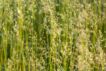 field of fresh fescue grass in daylight with selective, soft focus on the branches