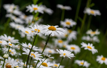 Chamomile flower field. Chamomile in nature. Field of daisies on a sunny day in nature, selective focus