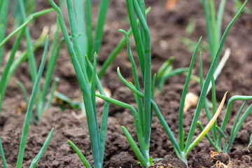 green onions growing in the garden. spring vegetables.