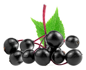 Black elderberry twig with green leaves isolated on a white background. Fresh Sambucus.