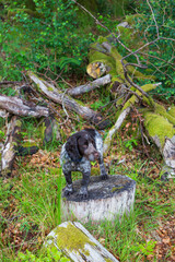  A puppy in the forest 