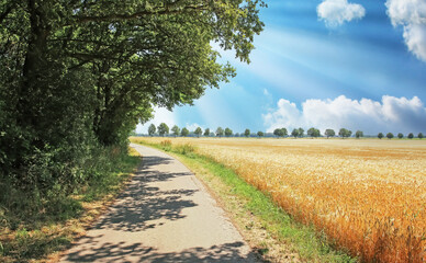 Beautiful typical dutch rural countryside landscape, empty cycle and hiking trail  between green...