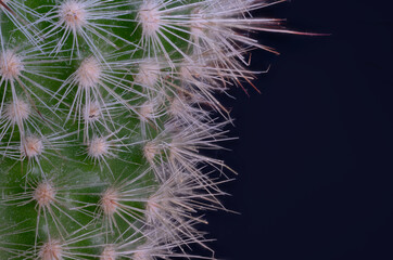 Zielony kaktus z białymi kolcami z bliska