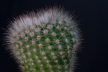 Zielony kaktus z białymi kolcami z bliska