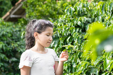 Little brunette girl holding and observing an Arabica coffee leaf in her hand. Little tourist