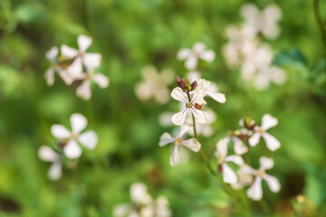 Fototapeta premium White arugula flower in the garden, shallow depth of field.