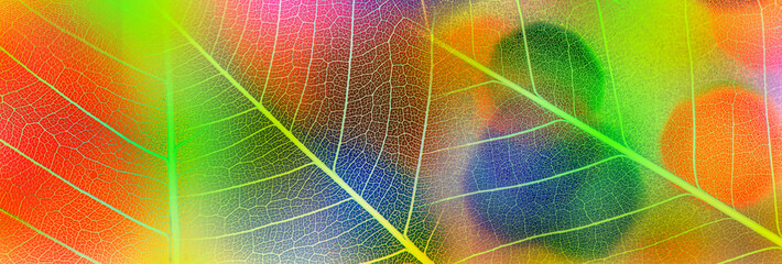 background from leaf skeleton with veins and cells - macro photograph