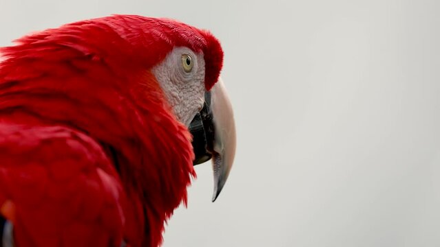 Scarlet macaw in Costa Rica 