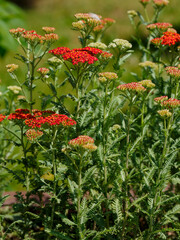 Red Common yarrow, or cut grass ( Latin Achillea millefolium ) is a perennial herbaceous plant © Flower_Garden