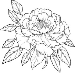 Peonies line art vector illustration set isolated on white. Flower black ink sketch. Modern minimalist hand drawn design.