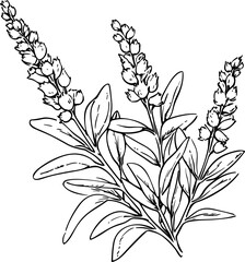 Lavender line art vector illustration set isolated on white. Flower black ink sketch. Modern minimalist hand drawn design.