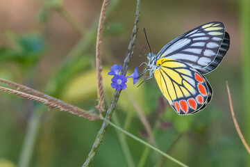 butterfly on a flower