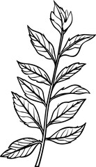 Meadow Herbs line art vector illustration set isolated on white. Flower black ink sketch. Modern minimalist hand drawn design.