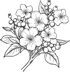 Cherry flower blossom, botanical art. Spring almond, sakura, apple tree branch, hand draw doodle vector illustration. Cute black ink art, isolated on white background. Realistic floral bloom sketch.