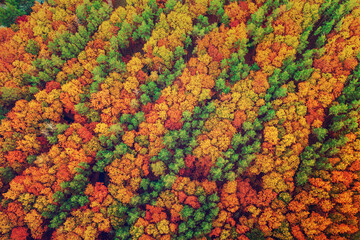 Autumn forest from above
