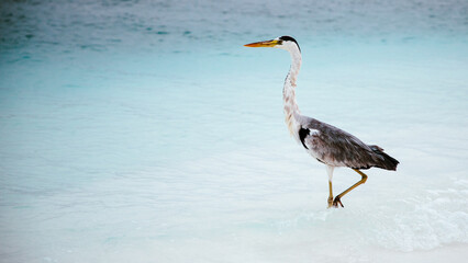 great Blue Heron by the sea