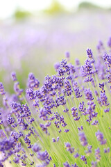 Lavender flowers with selective focus. Beautiful blooming lavender field on a summer day, close-up. Aromatherapy. The concept of natural cosmetics and medicine