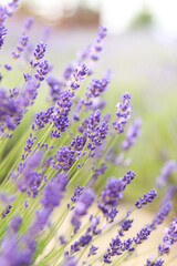 Lavender flowers with selective focus. Beautiful blooming lavender field on a summer day, close-up....