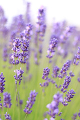 Fototapeta na wymiar Lavender flowers with selective focus. Beautiful blooming lavender field on a summer day, close-up. Aromatherapy. The concept of natural cosmetics and medicine