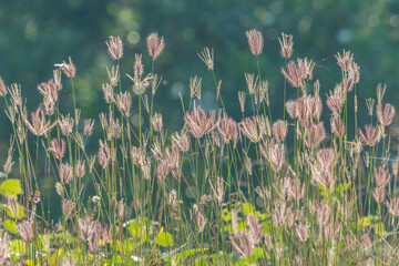 grass in the wind