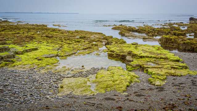 Coastal area full of vegetation and green algae