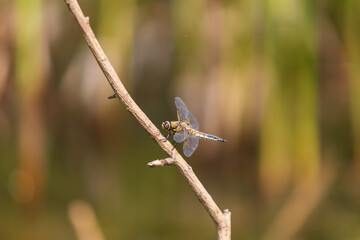 Dragonfly - Odonata with outstretched wings on a blade of grass. In the background is a beautiful bokeh created by an  lens