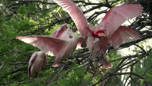 Roseate Spoonbill Nest in Florida 