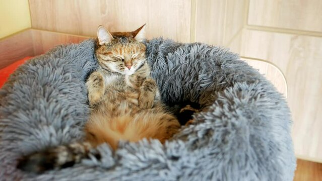 A tabby cat with a reddish color lies in a large soft plush pet bed on its back dozing and waving its tail. Seamless video loop