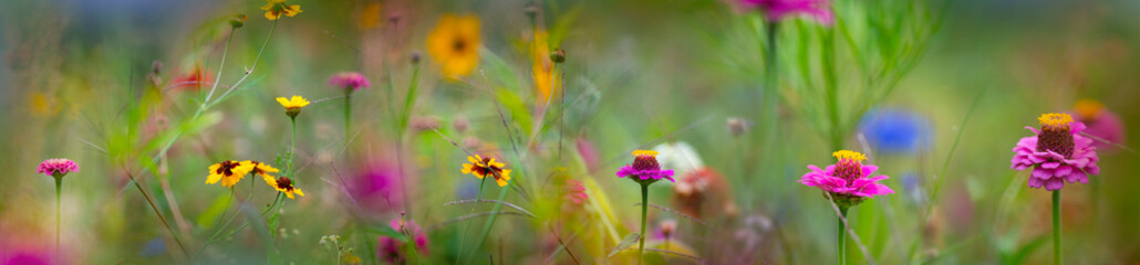 beautiful meadow flowers with nice bokeh - soft focus art floral background