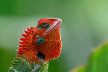 close up 