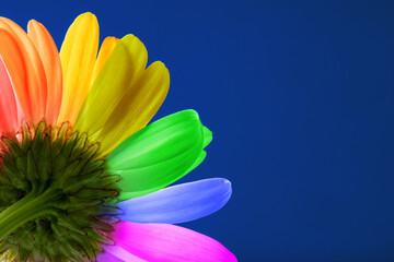 chamomile flower in LGBT colors sexual and gender minority concept
