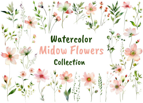 Watercolor Meadow Pink Flowers collection. Hand-drawn Flowers design elements isolated on a white background