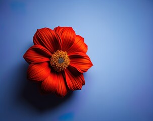 red flower on blue background with copy space, top view, flat lay