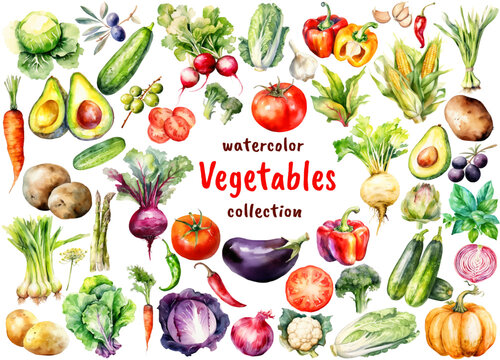 Watercolor Vegetables and Lettuce collection. Hand drawn fresh food design elements isolated on white background.