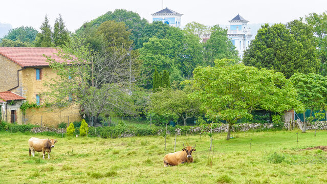 Panoramic view of a meadow in the town of Colombres with grazing cows