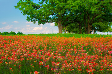 field of wildflowers