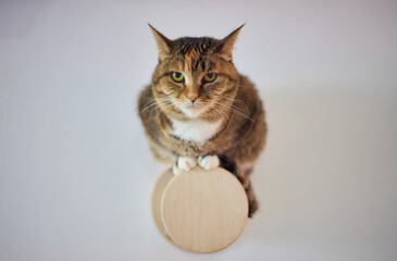 Cat scratching post wall mounted in modern room for pet on white wall, stylish decoration for cat...