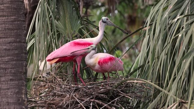 Roseate Spoonbill Nest in Florida 