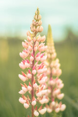 soft pink lupins. lupins close-up. flowers in the sunset