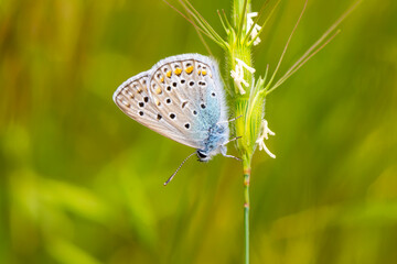 Macro shots, Beautiful nature scene. Closeup beautiful butterfly sitting on the flower in a summer garden.