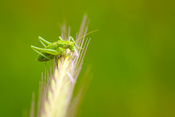 Beautiful Grasshopper macro in green nature 