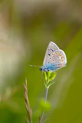 Fotobehang Macro shots, Beautiful nature scene. Closeup beautiful butterfly sitting on the flower in a summer garden. © blackdiamond67