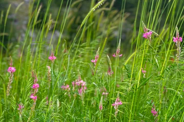 Foto op Plexiglas Close up beautiful Macro shot of field flowers  © blackdiamond67