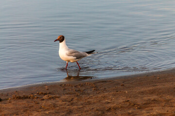 Flora And Fauna Of Reservoirs And Meadows