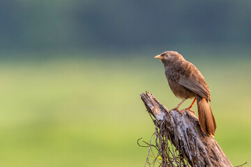 red tailed hawk