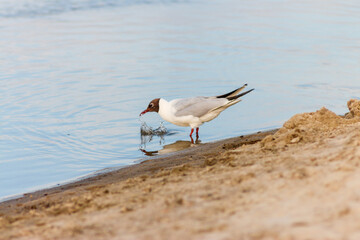 Flora And Fauna Of Reservoirs And Meadows