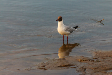 Flora And Fauna Of Reservoirs And Meadows